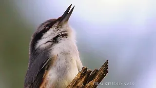 Eurasian nuthatch singing