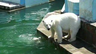 Мама Герда занялась воспитанием Стрелки, сбрасывая ее в воду.