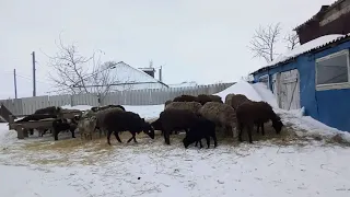 Почему овцы резко худеют, решение проблемы.