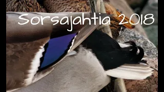 Sorsajahti tulvikolla - Ducks Over the Flood