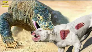 25 Stupid Dogs Face Komodo Dragon And Receive Bitter End | Animal Attacks