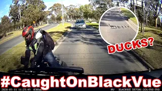 Ducks Crossing the Road Cause a Crash?! #CaughtOnBlackVue