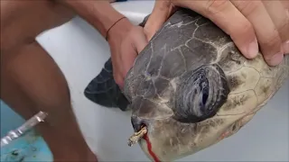 Removing a plastic straw from a sea turtles nostril short Version