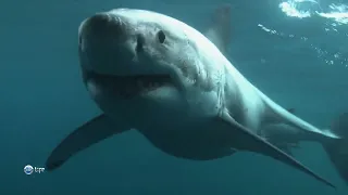 Зачем большой белой акуле (Carcharodon carcharias) нападать на кормящихся в море птиц ?