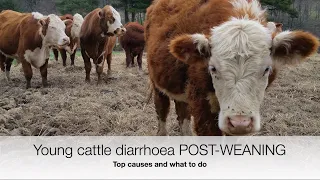 Top Causes of Diarrhoea in Young Cattle, Post-Weaning | Sez the Vet