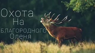 Охота На Благородного Оленя. Венгрия 2022!? Red Deer Hunting.  Hungary 2022!?