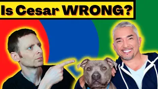 How to Stop Dog Barking! (Cesar911 shorts) Veterinarian reaction