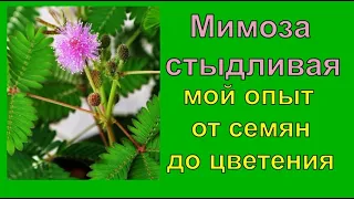 🌿Мимоза стыдливая  мой опыт🌱 от семян до цветения🌷