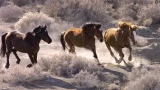 Wild Horses: No Home on the Range | Retro Report | The New York Times