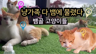 매일 뱀에 물려서 오는 고양이들…. 대장냥이도 물렸다 ㅠ