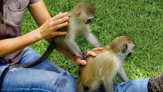 Baby Monkeys Make Friends in Orphanage | BBC Earth