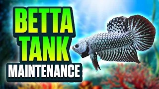 Easy Betta Tank Maintenance Routine! (Betta Tank Cleaning)