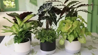 How to Grow Indoor Plants | Mitre 10 Easy As Garden