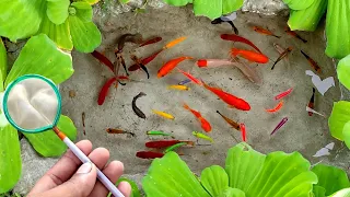 Menangkap ikan hias, ikan warna warni, ikan glofish, ikan molly, ikan cupang, mas koki, ikan koi #14