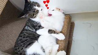 Mother Cats taking Care and Protecting their Baby Kitten Safety