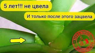 Сделай так и ОРХИДЕЯ будет ЦВЕСТИ || Орхидея дала ЦВЕТОНОС - ЭКСПЕРИМЕНТ удался