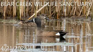 Bear Creek Wildlife Sanctuary - 4/21/2024