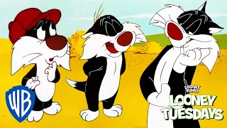 Looney Tuesdays | Sylvester Has a Son?? | Looney Tunes | WB Kids