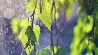 Rain and Nightingale Nature's Sounds Music of the Rain and Nightingale Singing