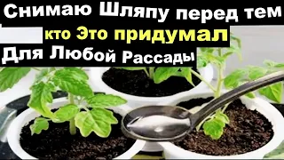 ВСЕГО 1 КАПЛЯ и Любая Рассада Будет Толстым Крепышом 2024