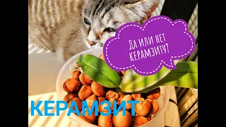 Керамзит для орхидеи. Как поливаю орхидею в керамзите.