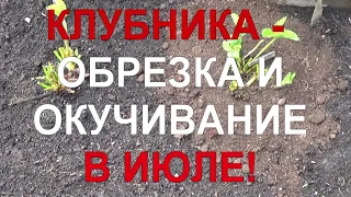 24 Клубника: обрезка и окучивание - выращиваем по самой передовой технологии!