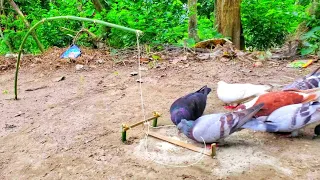 Primitive Bird Trap Technology | How To Catch Trap Pigeon Easy In Wildlife