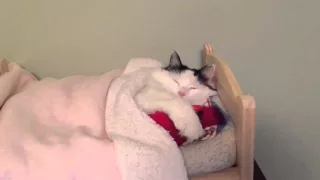 Cat Sleeps in Tiny Human Bed