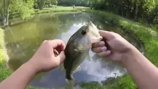 Summer pond hoppin