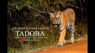 The Magical Tiger Land of Tadoba