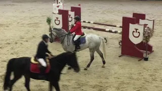 Серый конь Алекс(1)