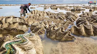 Harvest Giant Clam - Tridacna gigas - Fishermen Harvest Millions of Giant Clams This Way
