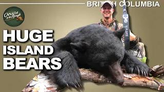 Hunting Monster Island Black Bears | Canada in the Rough