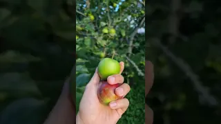 Scotland / Apple picking