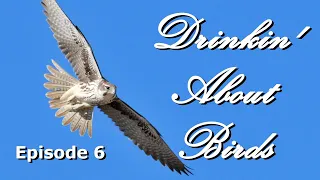 Drinkin' About Birds Episode 06: Falcons!