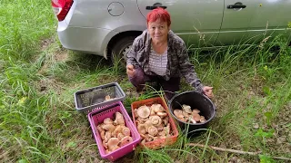 Вот они настоящие грузди.Собираю мокрые мохнатые грузди. Хожу по груздям .