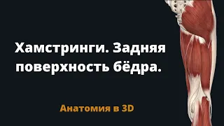 Хамстринги. Мышцы задней поверхности бедра. Краткая анатомия в 3D.