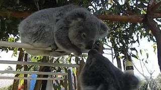 Two Koalas talking to each other