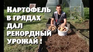 Картофель в грядах дал рекордный урожай!