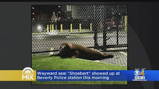 "Shoebert" the seal finally leaves Beverly pond, crawls to police station in middle of night