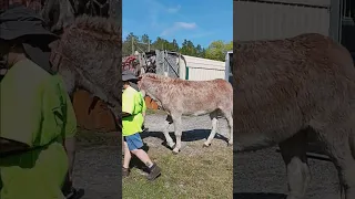 Donkeys first time loading into the trailer using R+ (full version)
