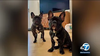 Pregnant woman's 2 French bulldogs stolen at gunpoint in Studio City