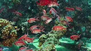 São Tomé & Principe Diving 4K