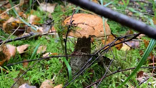 Pilze im September- endlich Regen in Sicht