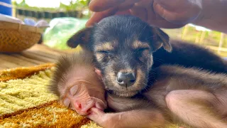 Monkey BiBi and dog Mix hug each other and sleep super cute - peaceful