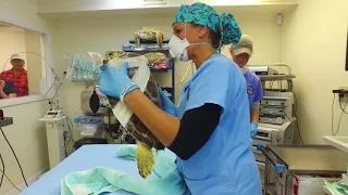 Groundbreaking Chemo Tumor Treatment for Turtles