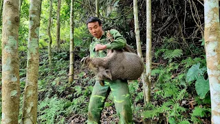 FULL VIDEO; 200 days to survive alone, detect wild boar, wild boar attack, make rudimentary traps