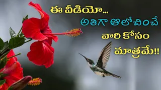 Wonderful Motivational Quotes Telugu || Suktulu || Manchi Matalu || Jivitha Satyalu ||Nithya Satyalu