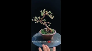 #27 DIY Succulent bonsai - Ý tưởng trang trí sen đá bonsai