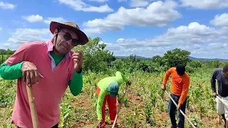 REPORTER MATUTO NA ROÇA NO SÍTIO MAMOEIRO VERDEJANTE PERNAMBUCO.